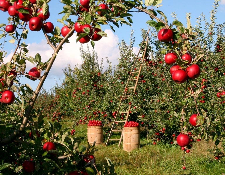 20 of the Most Beautifully Scenic Apple Orchards Around the World